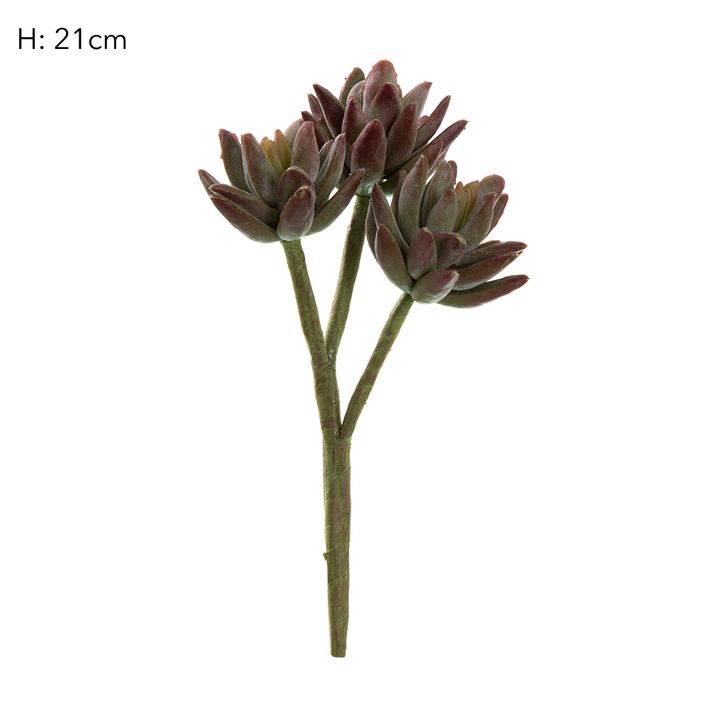 Agave Stem 20cm Burgundy