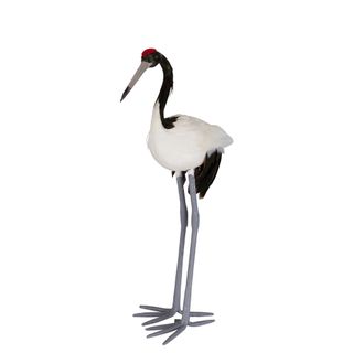 Red Crowned Crane Small