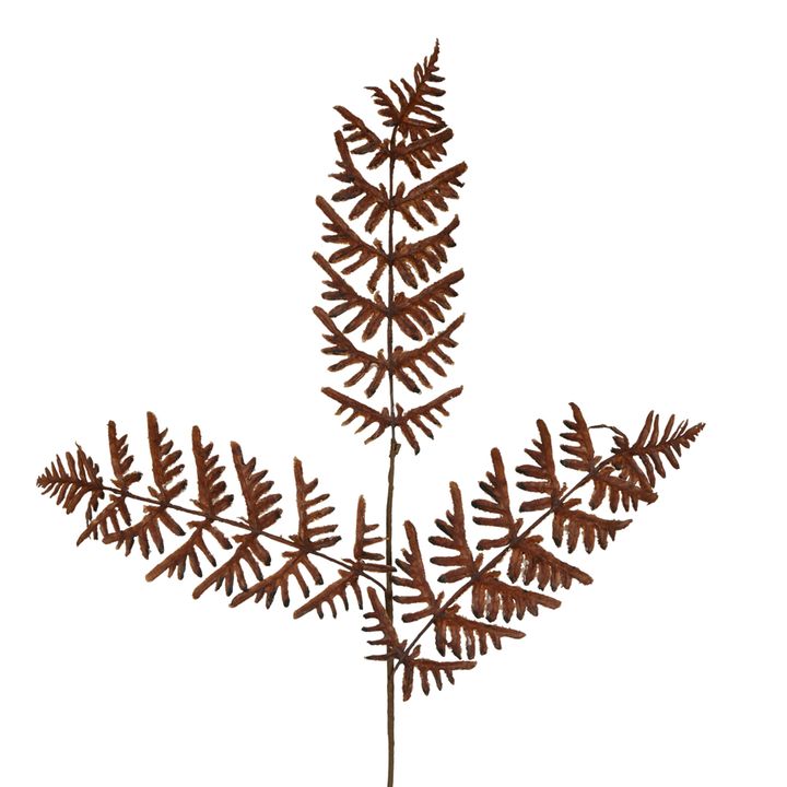 Dried Fern Leaf Stem Natural