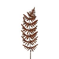 Dried Fern Leaf Stem Natural