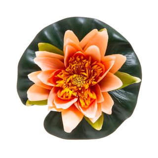 Floating Waterlily 20cm Peach