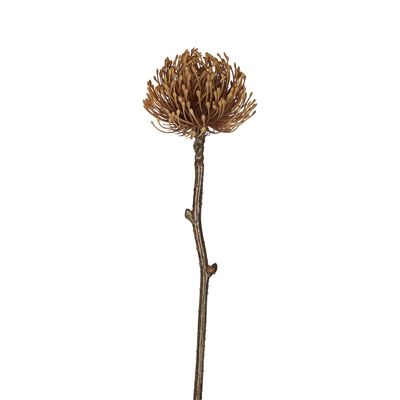 Dried Look Pincushion Stem 61cm Brown