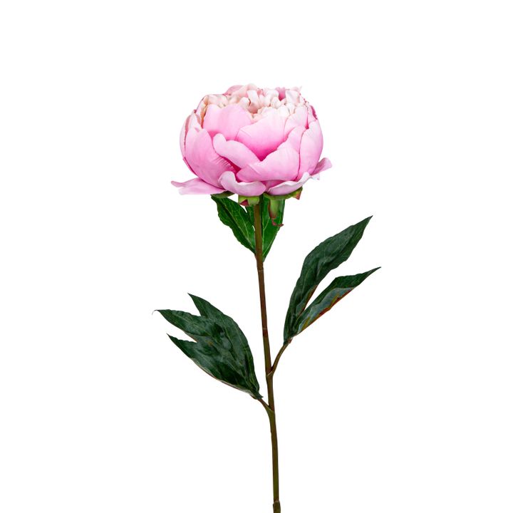 Peony Half Open 70cm Pink