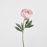 Peony Half Open 70cm Pink