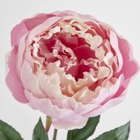 Peony Half Open 70cm Pink