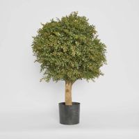 Red Day Leaf Ball Tree 85cm