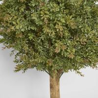 Red Day Leaf Ball Tree 85cm