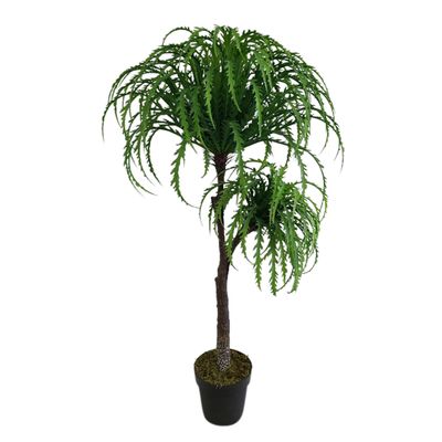 Ribbon Fern Tree In Black Pot 135cm