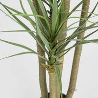 Yucca Tree In Black Pot 180cm