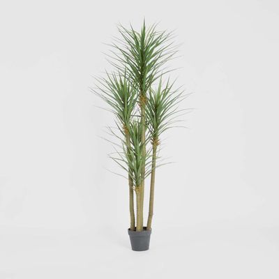 Yucca Tree In Black Pot 180cm