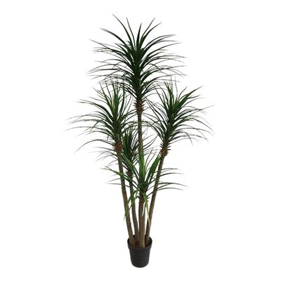 Yucca Tree In Black Pot 180cm