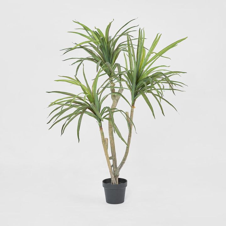 Yucca Tree In Black Pot 180cm