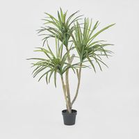 Yucca Tree In Black Pot 180cm