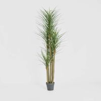 Yucca Tree In Black Pot 180cm