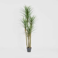 Yucca Tree In Black Pot 180cm