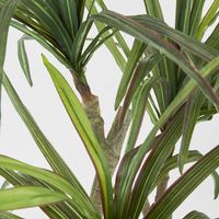 Yucca Tree In Black Pot 180cm