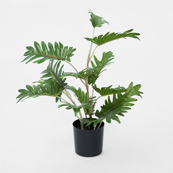 Real Touch Philo In Black Pot 50cm