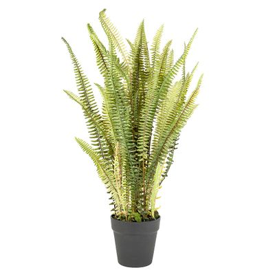 Fern Mountain in Pot 76cm