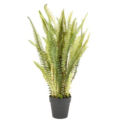 Fern Mountain in Pot 76cm