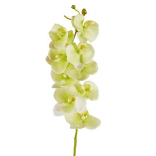 Large Moth Orchid Natural Touch Stem Green