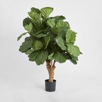 Fiddle Leaf Tree w/70 Leaves 1.2m