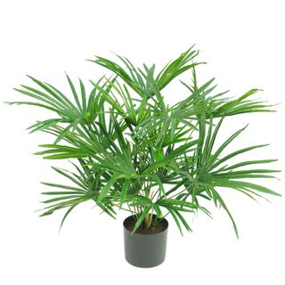 Baby Fan Palm Potted Bush w/17 Leaves 45cm