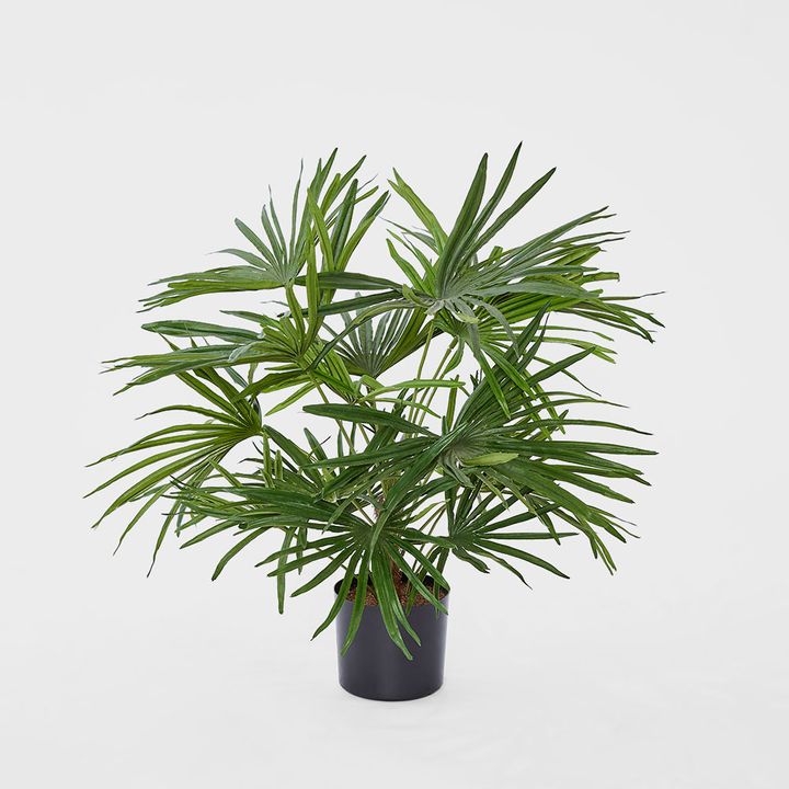 Baby Fan Palm Potted Bush w/17 Leaves 45cm