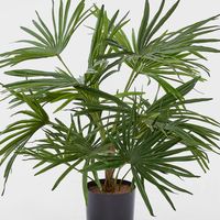 Baby Fan Palm Potted Bush w/17 Leaves 45cm