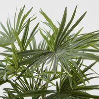 Baby Fan Palm Potted Bush w/17 Leaves 45cm