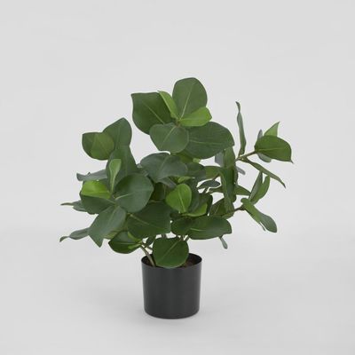Mini Clusia Bush Potted Plant