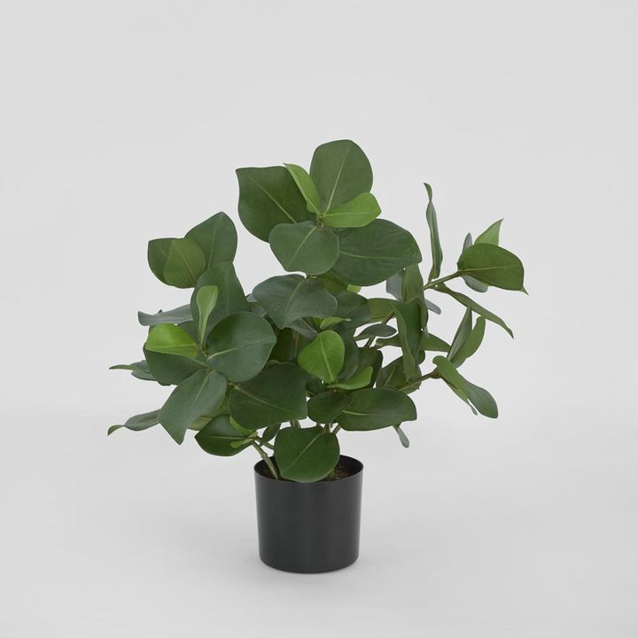 Mini Clusia Bush Potted Plant