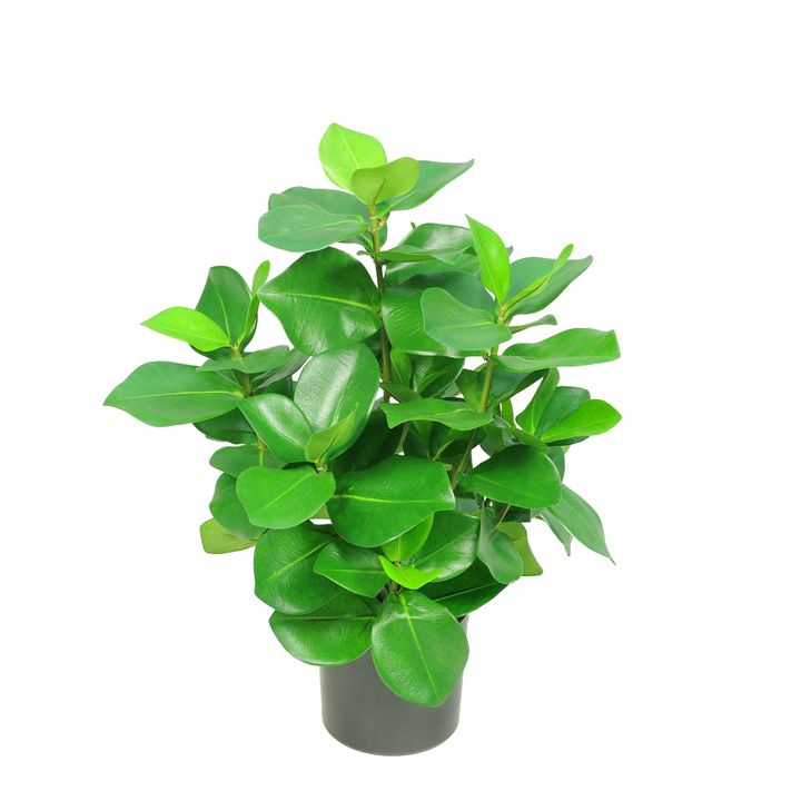 Mini Clusia Bush Potted Plant