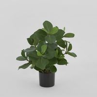 Mini Clusia Bush Potted Plant