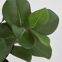 Mini Clusia Bush Potted Plant