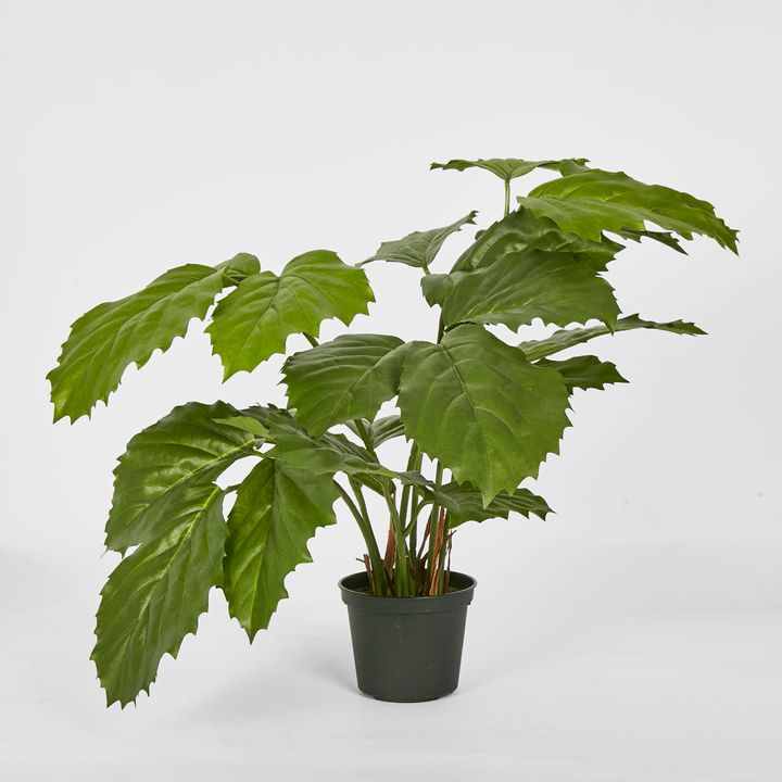 Mini Chestnut Leaf Potted Plant