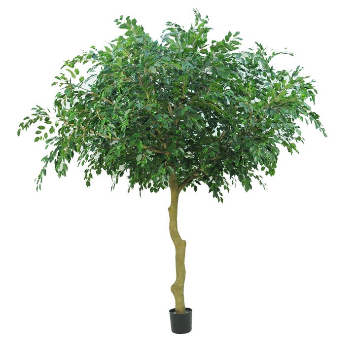 2.9m Ficus Exotica Tree w/9628 Leaves