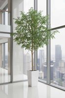 4.2m Ficus Natasja Giant Tree 14142 Leaves in Wood Pot