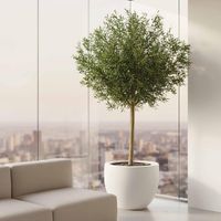 4.2m Ficus Natasja Giant Tree 14142 Leaves in Wood Pot