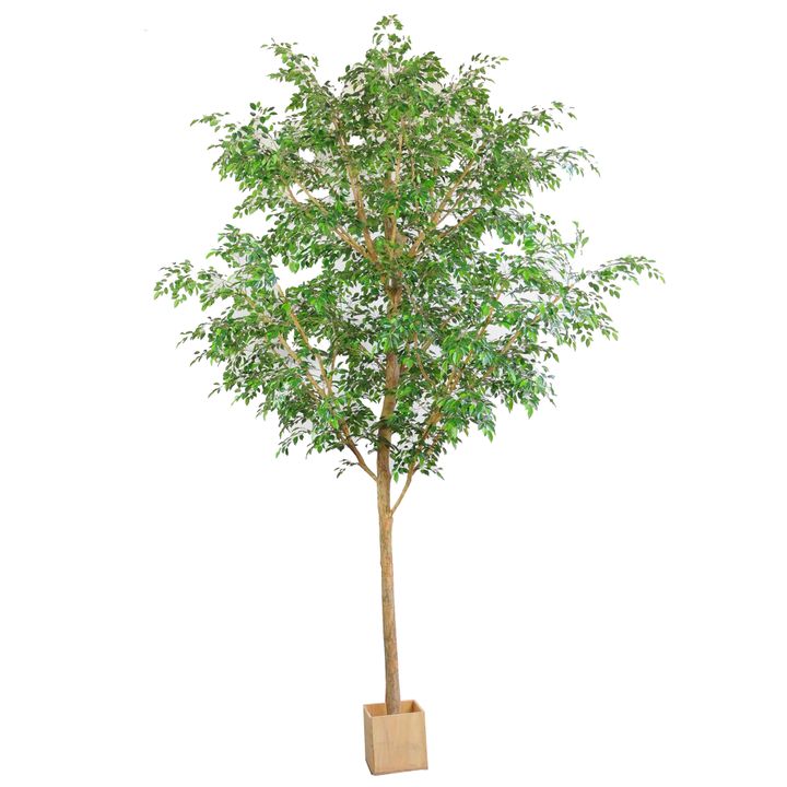 4.2m Ficus Natasja Giant Tree 14142 Leaves in Wood Pot