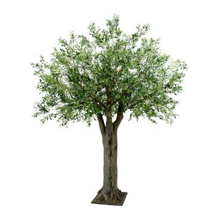 Olive Giant Tree 16524 Lvs 336 Fruits