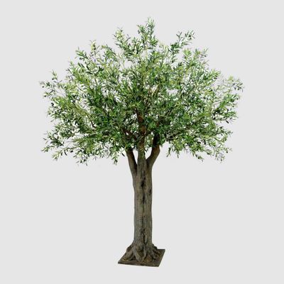 Olive Giant Tree 16524 Lvs 336 Fruits