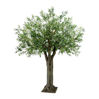 Olive Giant Tree 16524 Lvs 336 Fruits