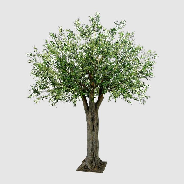 Olive Giant Tree 16524 Lvs 336 Fruits