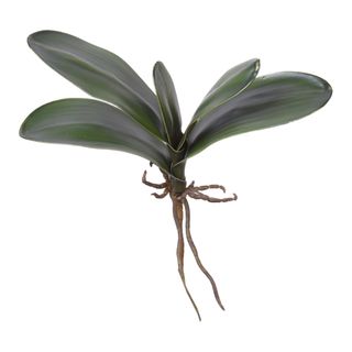 Phalaenopsis Orchid Leaf Green 22cm