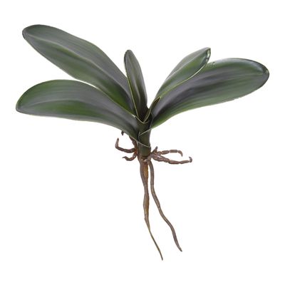 Phalaenopsis Orchid Leaf Green 22cm