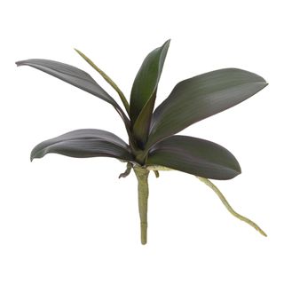 Phalaenopsis Orchid Leaf Green 30cm