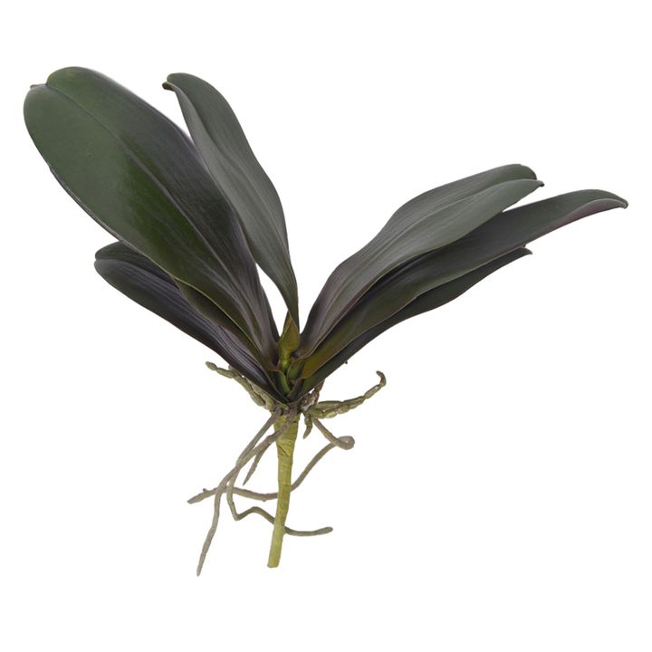Phalaenopsis Orchid Leaf Green 34cm