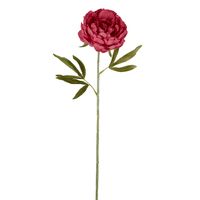 Peony Single Stem 62cm Pink