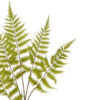 Greenspray Fern Stem 105cm