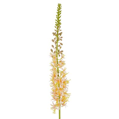 Eremurus Foxtail Stem 107cm Peach